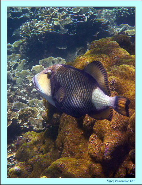 2012 - 07 - Dauin Sanctuary 61